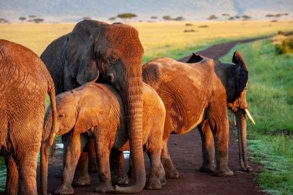 Araştırmacılara Göre Safari Turistleri Fillerin Sağlığına Zarar Veriyor