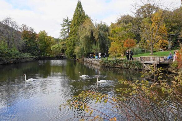 Atatürk Arboretumu Hakkında Bilgiler