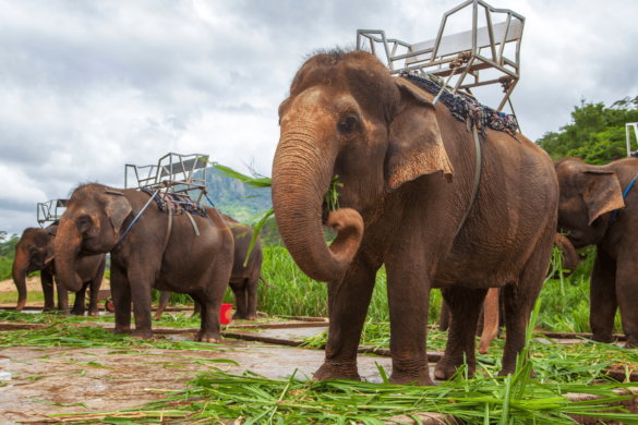 Phuket Adası Gezisi – Phuket’e Gitmeden Mutlaka Okuyun!