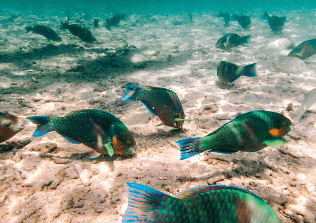 Koh Tao Adası